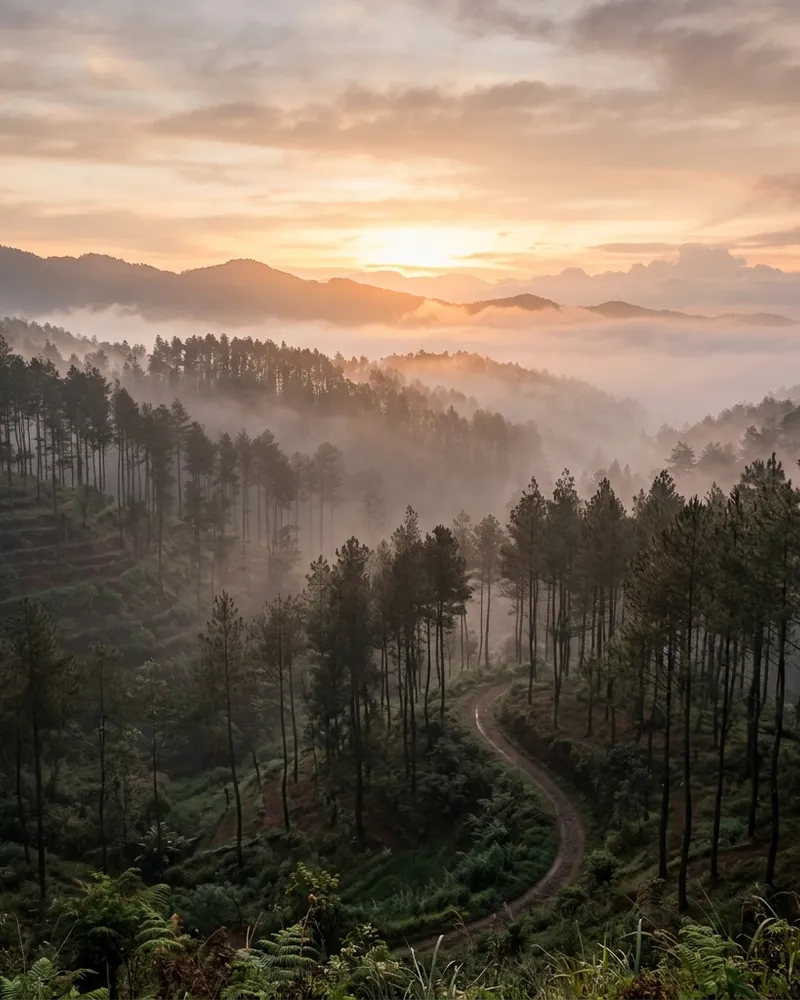 Hutan Pinus Limpakuwus Galeri 3