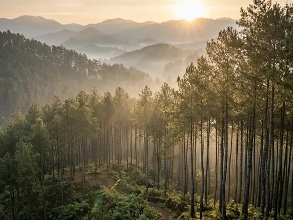 Hutan Pinus Limpakuwus